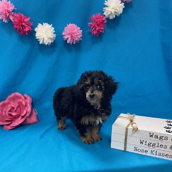 Poodle-DOG-Female-Black / Tan-3548-Petland Woodlands, TX