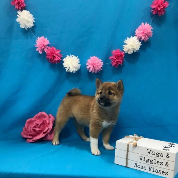 Shiba Inu-DOG-Female-Red Sesame-3549-Petland Woodlands, TX