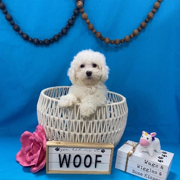 Bichon-DOG-Male-White-3594-Petland Woodlands, TX