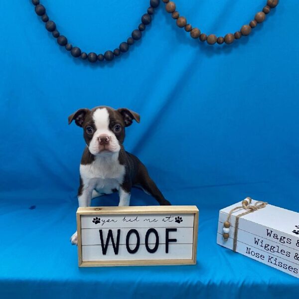 Boston Terrier-DOG-Male-Chocolate / White-3585-Petland Woodlands, TX