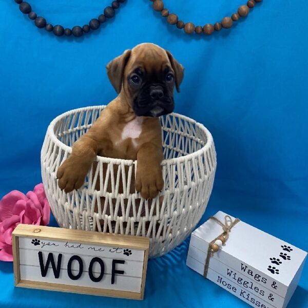 Boxer-DOG-Male-Fawn-3550-Petland Woodlands, TX