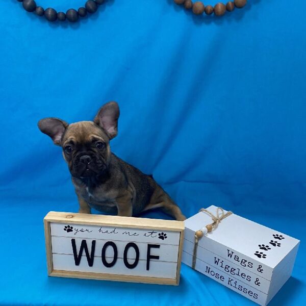 French Bulldog-DOG-Male-Fawn-3552-Petland Woodlands, TX