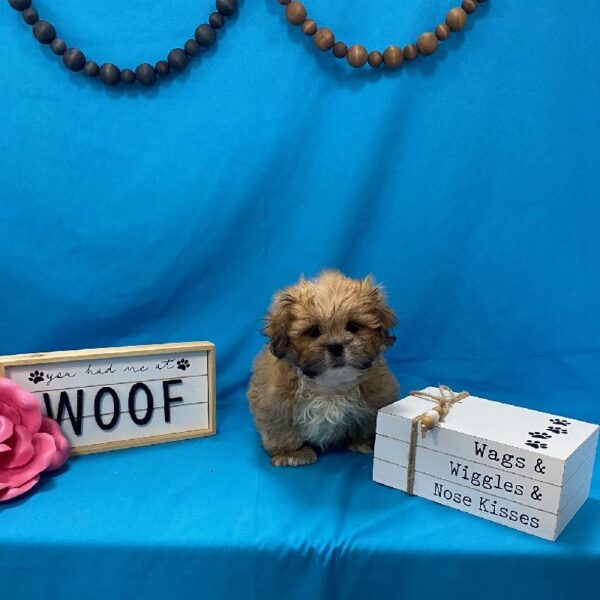 Lhasa Apso-DOG-Male-Golden-3596-Petland Woodlands, TX