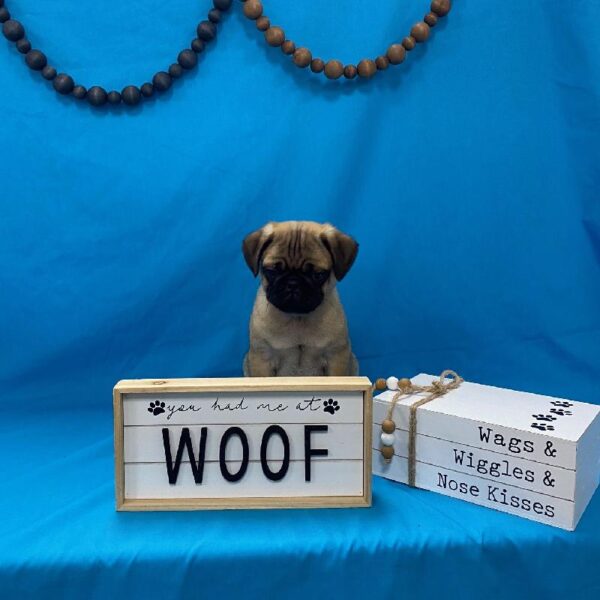 Pug-DOG-Male-Fawn-3553-Petland Woodlands, TX