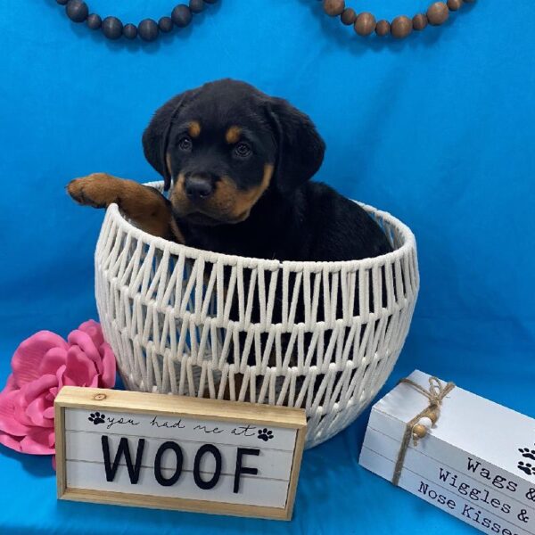 Rottweiler-DOG-Male-Black / Tan-3586-Petland Woodlands, TX