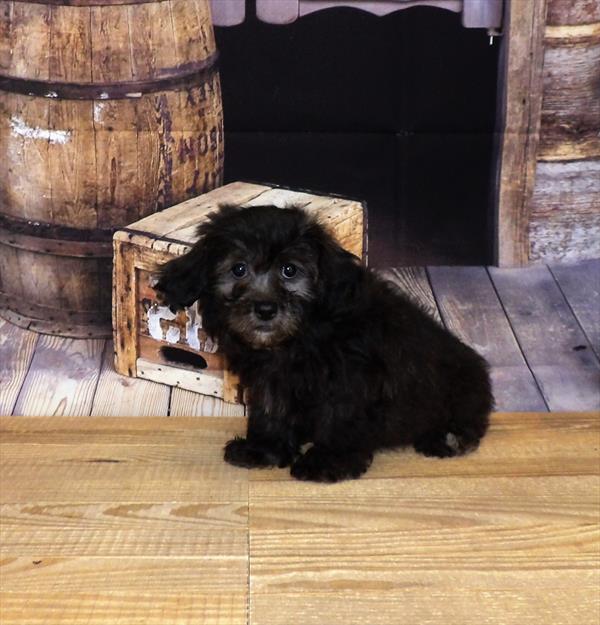 Shizapoo-DOG-Male-Black-3597-Petland Woodlands, TX