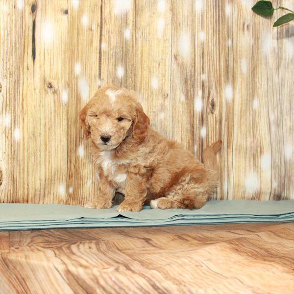 Goldendoodle Mini 2nd Gen-DOG-Male-Golden-3600-Petland Woodlands, TX