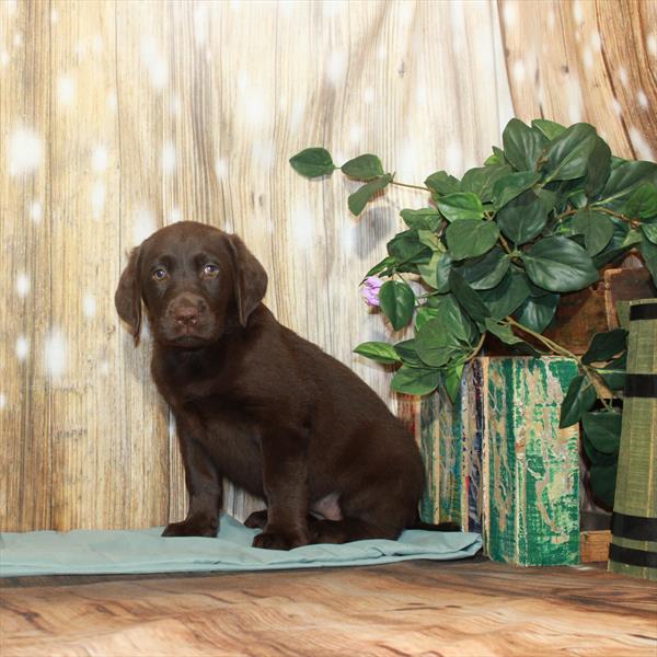 Labrador Retriever-DOG-Female-Chocolate-3603-Petland Woodlands, TX