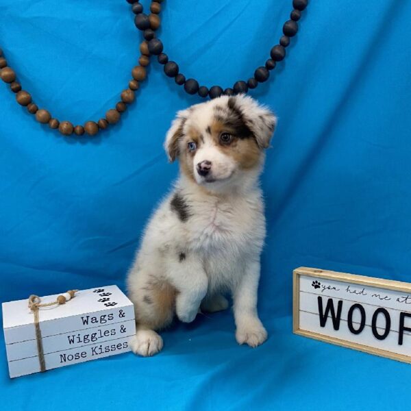 Australian Shepherd-DOG-Male-Blue Merle-3598-Petland Woodlands, TX