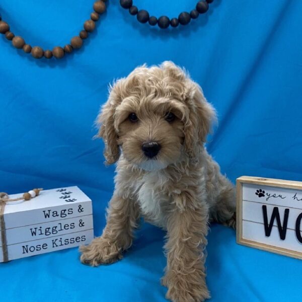 Cockapoo-DOG-Male-BF-3646-Petland Woodlands, TX