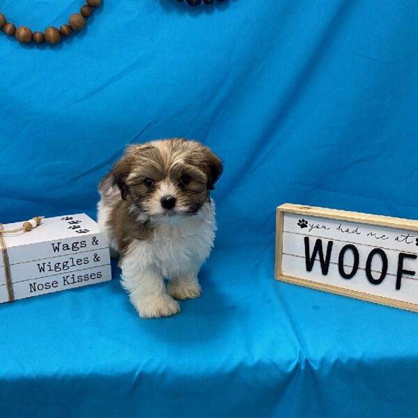 Havanese-DOG-Male-Sable, White, & Parti-3648-Petland Woodlands, TX