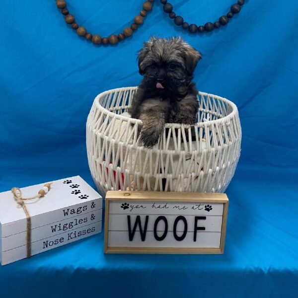 Havanese-DOG-Male-Sable-3599-Petland Woodlands, TX