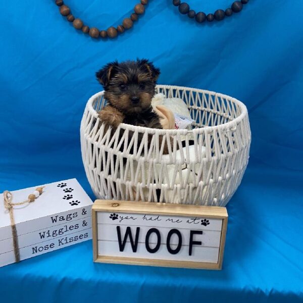 Yorkie-DOG-Male-Black / Tan-3601-Petland Woodlands, TX