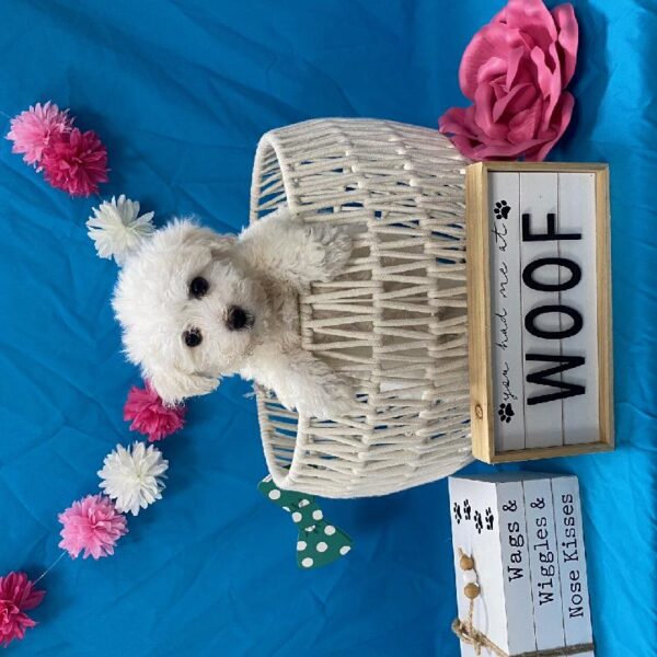 Bichon-DOG-Female-White-3644-Petland Woodlands, TX