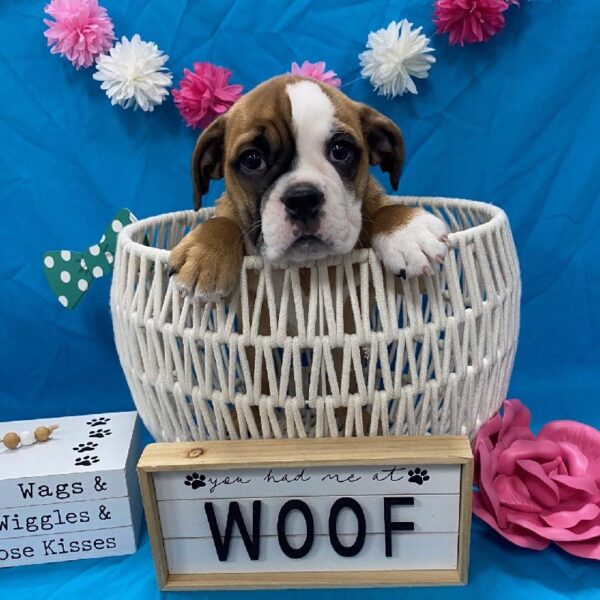 Bulldog/Bulldog-Beagle-DOG-Female-Brown & White-3645-Petland Woodlands, TX