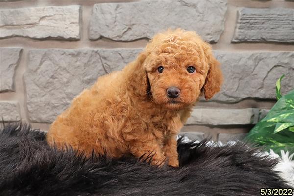 Poodle-DOG-Male-Red-3681-Petland Woodlands, TX