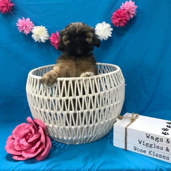 Lhasa Apso-DOG-Female-Golden-3684-Petland Woodlands, TX