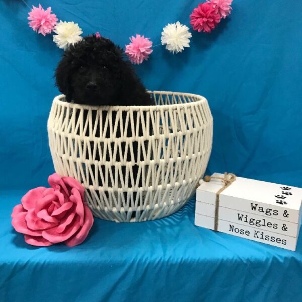 Standard Poodle-DOG-Female-Black/White-3686-Petland Woodlands, TX