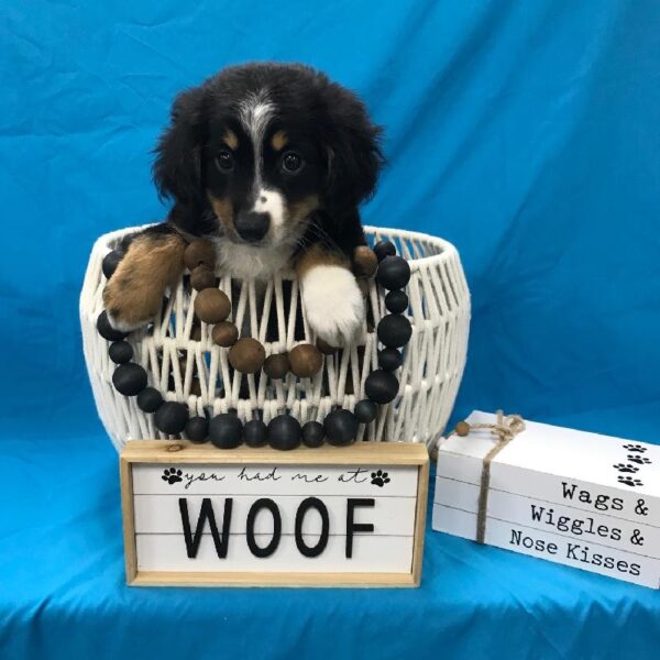 Miniature Australian Shepherd-DOG-Male-Tricolor-3682-Petland Woodlands, TX