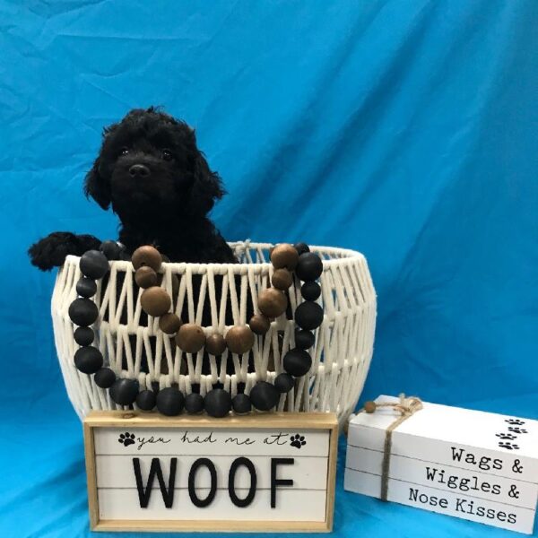 Cockapoo-DOG-Male-Black-3680-Petland Woodlands, TX