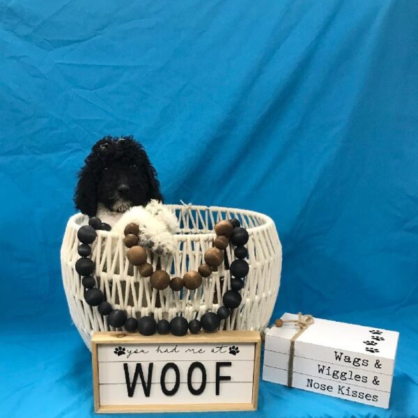 Standard Poodle-DOG-Male-Black/White Parti-3685-Petland Woodlands, TX
