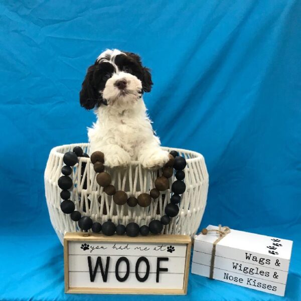 Havanese-DOG-Male-Chocolate & White-3683-Petland Woodlands, TX