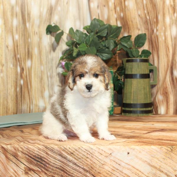 Poodle-DOG-Male-Merle-3698-Petland Woodlands, TX