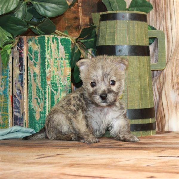 Cairn Terrier DOG Male Wheaten 3699 Petland Woodlands, TX