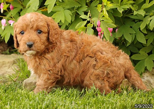 Cavapoo-DOG-Male-Red-3748-Petland Woodlands, TX