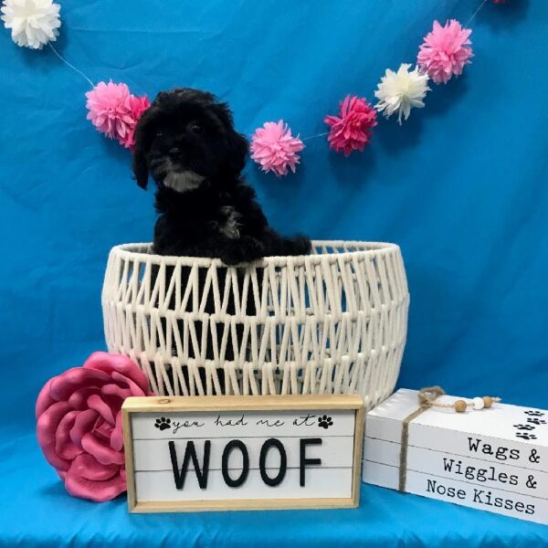 Poodle/Shih Tzu-DOG-Female-Black-3749-Petland Woodlands, TX