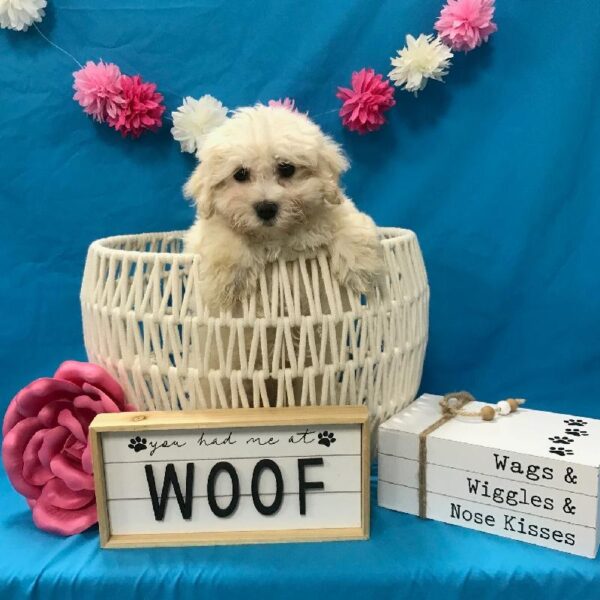 Coton De Tulear-DOG-Female-Cream-3750-Petland Woodlands, TX