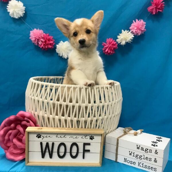 Pembroke Welsh Corgi-DOG-Female-Red Merle / White-3697-Petland Woodlands, TX