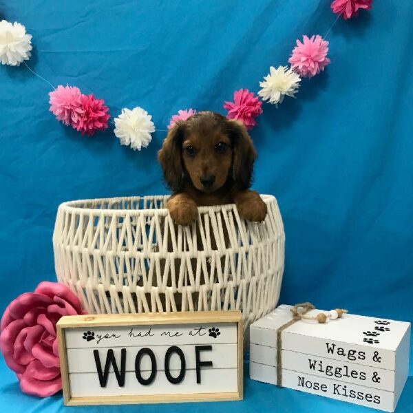 Dachshund-DOG-Female-Red Sable-3700-Petland Woodlands, TX