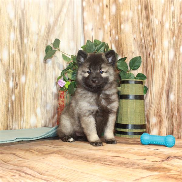 Keeshond-DOG-Female-Silver / Black-3751-Petland Woodlands, TX