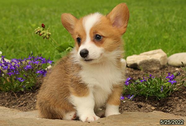 Pembroke Welsh Corgi-DOG-Male-Red / White-3776-Petland Woodlands, TX