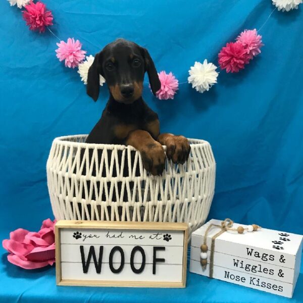 Doberman Pinscher-DOG-Female-Black & Rust-3778-Petland Woodlands, TX