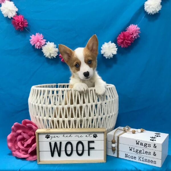 Pembroke Welsh Corgi-DOG-Female-Sable-3780-Petland Woodlands, TX
