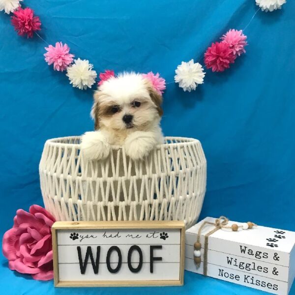 Lhasa Apso-DOG-Female-Golden & White Parti-3781-Petland Woodlands, TX