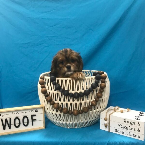 Lhasa Apso-Cavalier-DOG-Male-Golden-3782-Petland Woodlands, TX