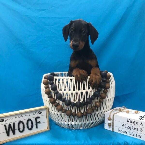 Doberman Pinscher-DOG-Male-Black & Rust-3779-Petland Woodlands, TX
