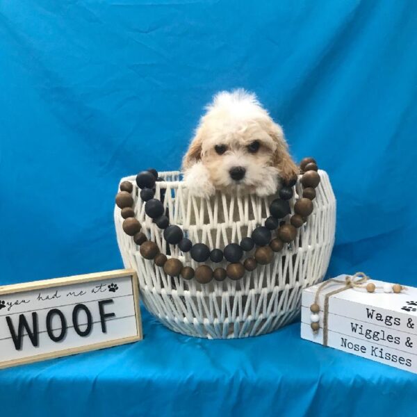Cavachon-DOG-Male-Blenheim-3777-Petland Woodlands, TX