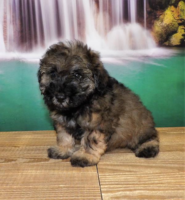 Schnoodle-DOG-Male-Sable-3836-Petland Woodlands, TX