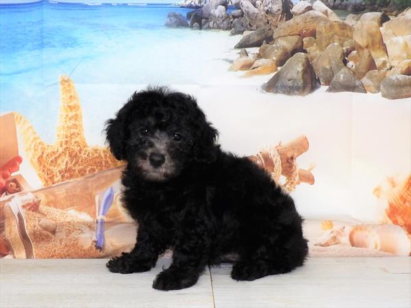 Yorkie-Poo-DOG-Male-Black-3837-Petland Woodlands, TX