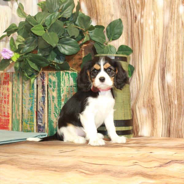 Cavalier King Charles Spaniel-DOG-Female-Black White / Tan-3838-Petland Woodlands, TX