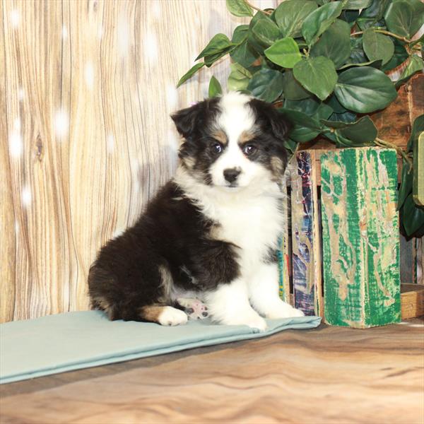 Australian Shepherd-DOG-Female-Black / Tan-3839-Petland Woodlands, TX