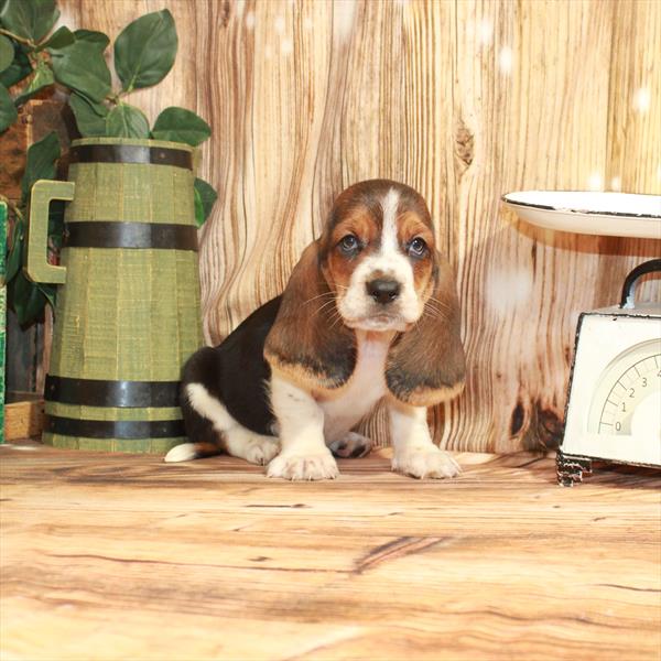 Basset Hound-DOG-Female-Black White / Tan-3840-Petland Woodlands, TX