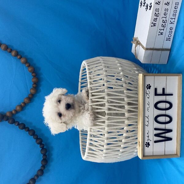 Teddy Bear-DOG-Male-Cream-3852-Petland Woodlands, TX