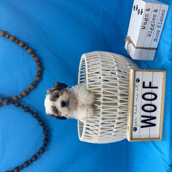 Teddy Bear-DOG-Male-Gold / White-3853-Petland Woodlands, TX