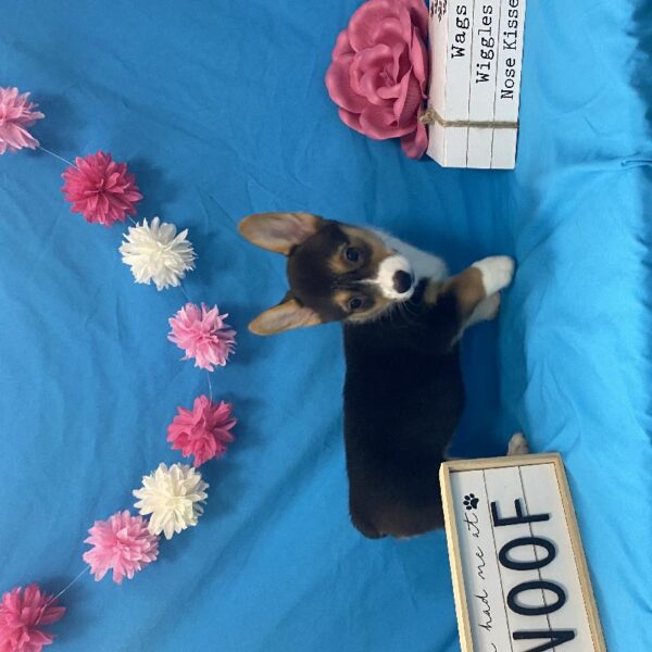 Pembroke Welsh Corgi-DOG-Female-Black / Tan-3854-Petland Woodlands, TX