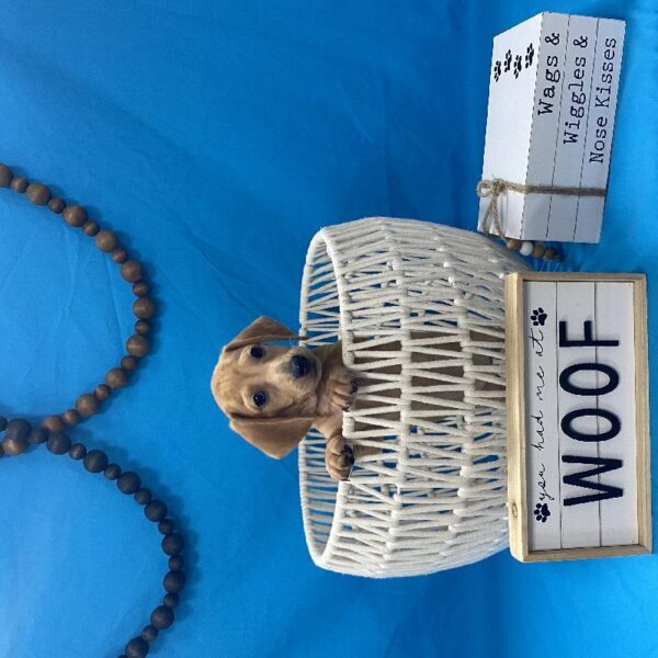 Dachshund-DOG-Male-Red Dapple-3855-Petland Woodlands, TX